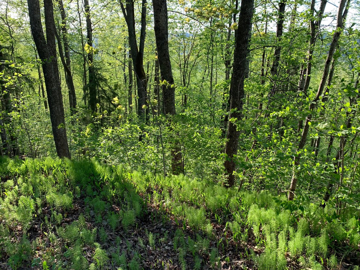 MMeistere's tweet image. #maijs #pavasaris #sigulda