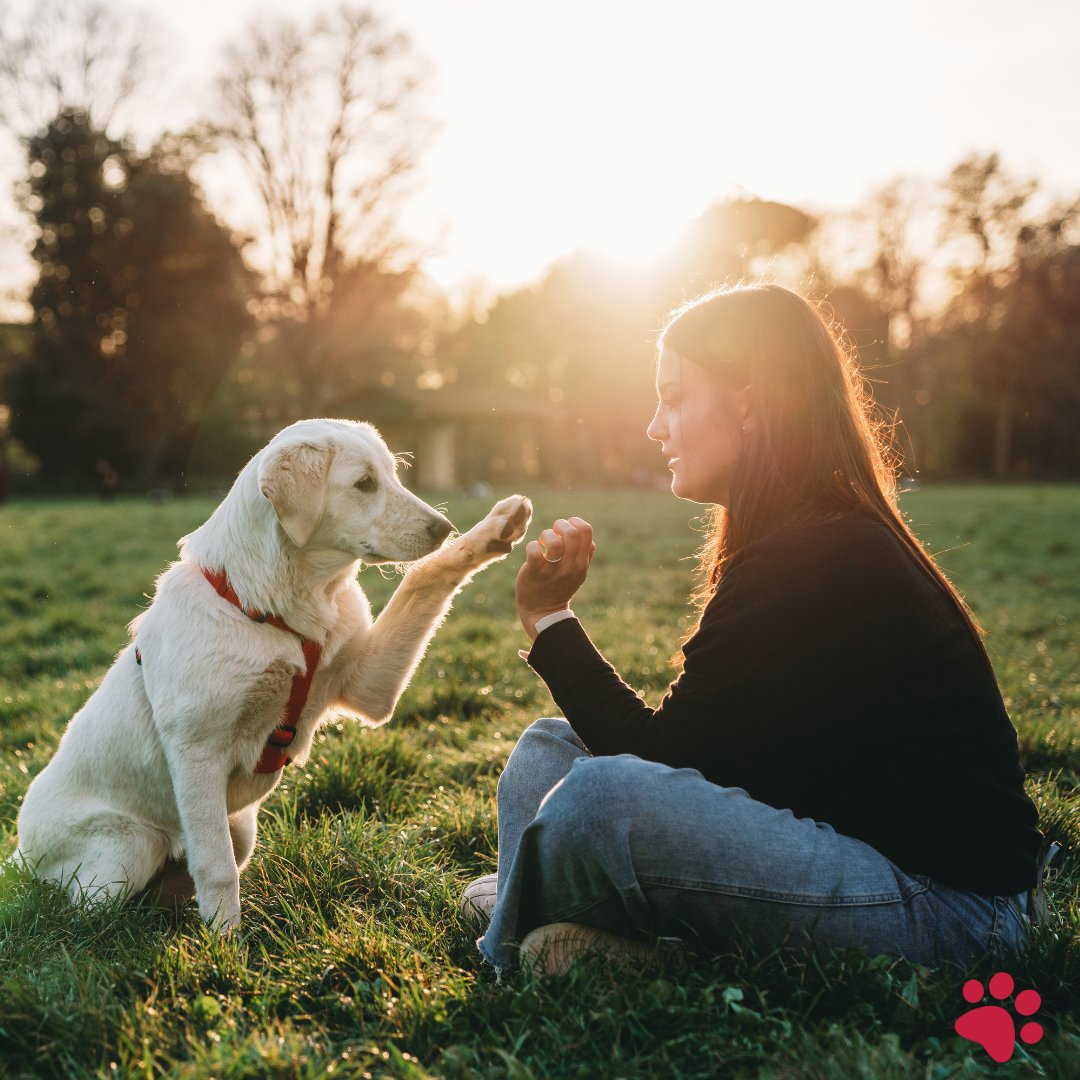 Looking for a reason to adopt a furry friend? Check out our latest blog post on how pets improve your physical and mental health. From reducing stress to improving heart health, pets are truly man's best friend. Learn more: ow.ly/Wbu450OmKYN
