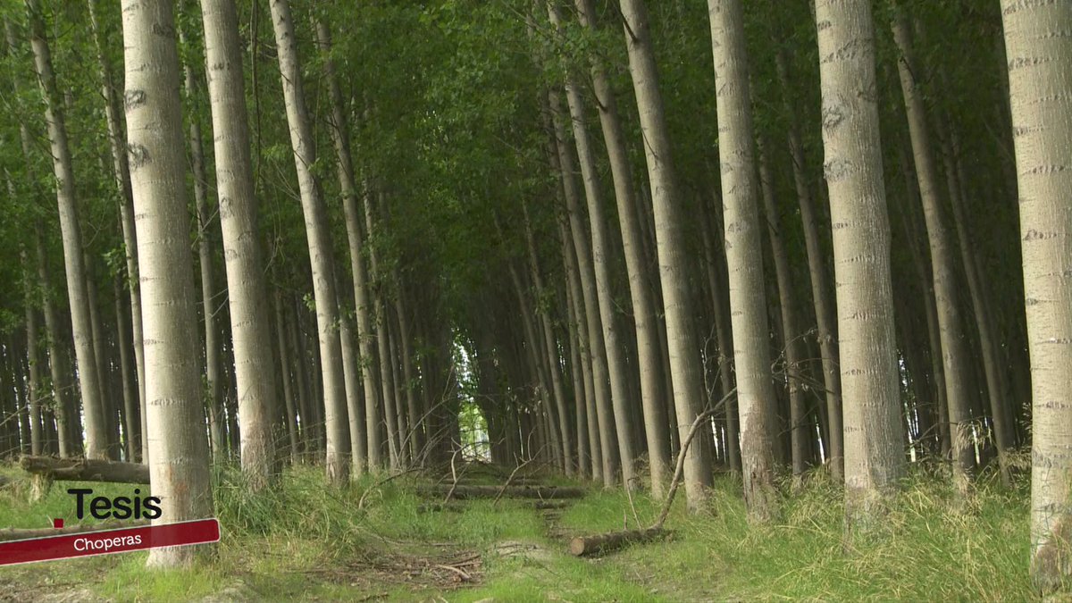 🌳 La chopera, fuente de inspiración y riqueza en la vega granadina, se revela hoy como motor de desarrollo rural, beneficiando al medio ambiente y a los ecosistemas 🌱 

📺Hoy a las 19:45 h. en #AndalucíaTV <a href="/canalsur/">CanalSur</a>  
👉bit.ly/elchopo

<a href="/CanalUGR/">Universidad Granada</a> <a href="/AfaProfor/">ASOCIACIÓN FORESTAL ANDALUZA</a> <a href="/CienciasUgr/">Facultad Ciencias UGR- COTILLEOS</a>