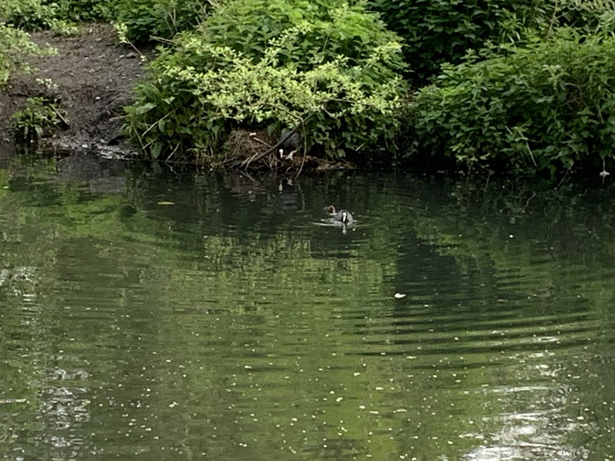 goggle_boggle's tweet image. I don’t know who is responsible for letting Beddington Park get overgrown but it is AMAZING! Well done and huge kudos to whoever was involved 👏