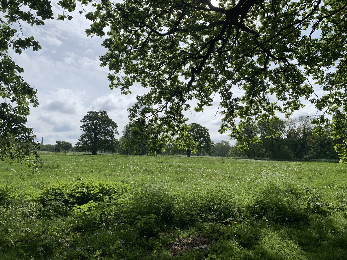 goggle_boggle's tweet image. I don’t know who is responsible for letting Beddington Park get overgrown but it is AMAZING! Well done and huge kudos to whoever was involved 👏