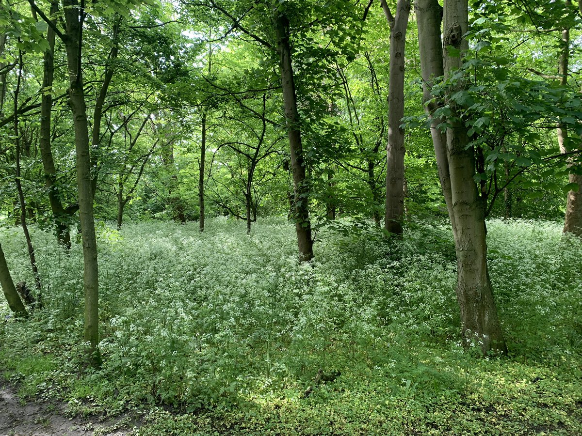 goggle_boggle's tweet image. I don’t know who is responsible for letting Beddington Park get overgrown but it is AMAZING! Well done and huge kudos to whoever was involved 👏
