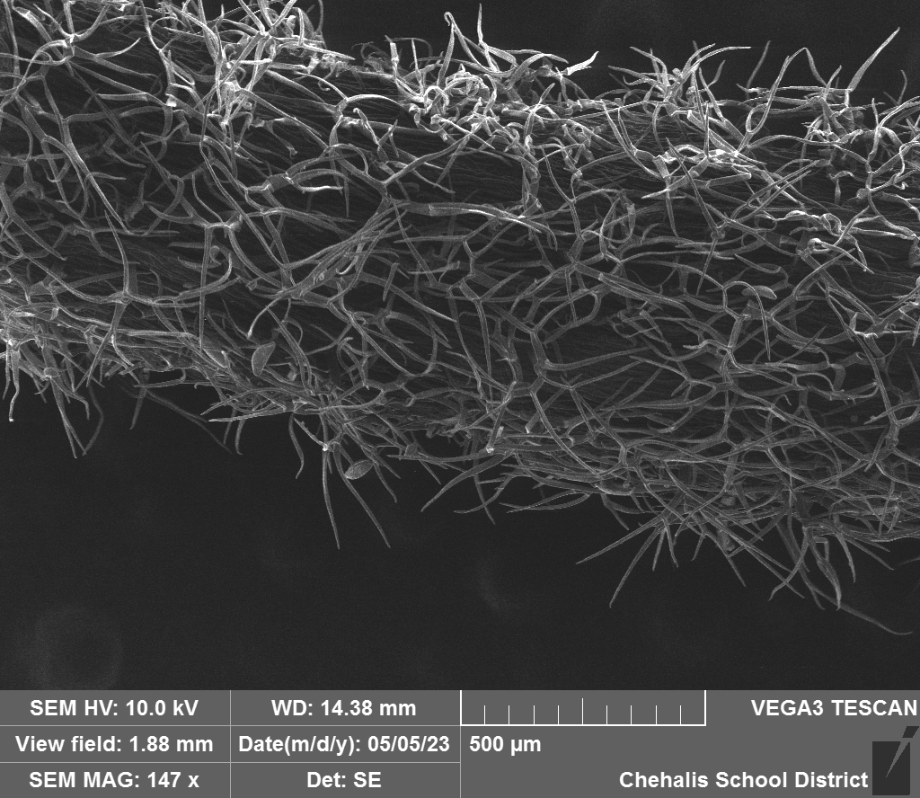 wfw_sem's tweet photo. Jeron Martin- Rhododendron stem #organicproject https://t.co/9SZumfOQf3