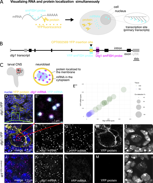 Journal of Cell Biology (@jcellbiol) on Twitter photo Systematic analysis of YFP traps reveals common mRNA/protein discordance in neural tissues. A new resource from <a href="/ilandavislab/">ilandavislab</a>: bit.ly/3LVOjbV
#Drosophila #neuroscience Systematic analysis of YFP traps reveals common mRNA/protein discordance in neural tissues. A new resource from <a href="/ilandavislab/">ilandavislab</a>: bit.ly/3LVOjbV
#Drosophila #neuroscience