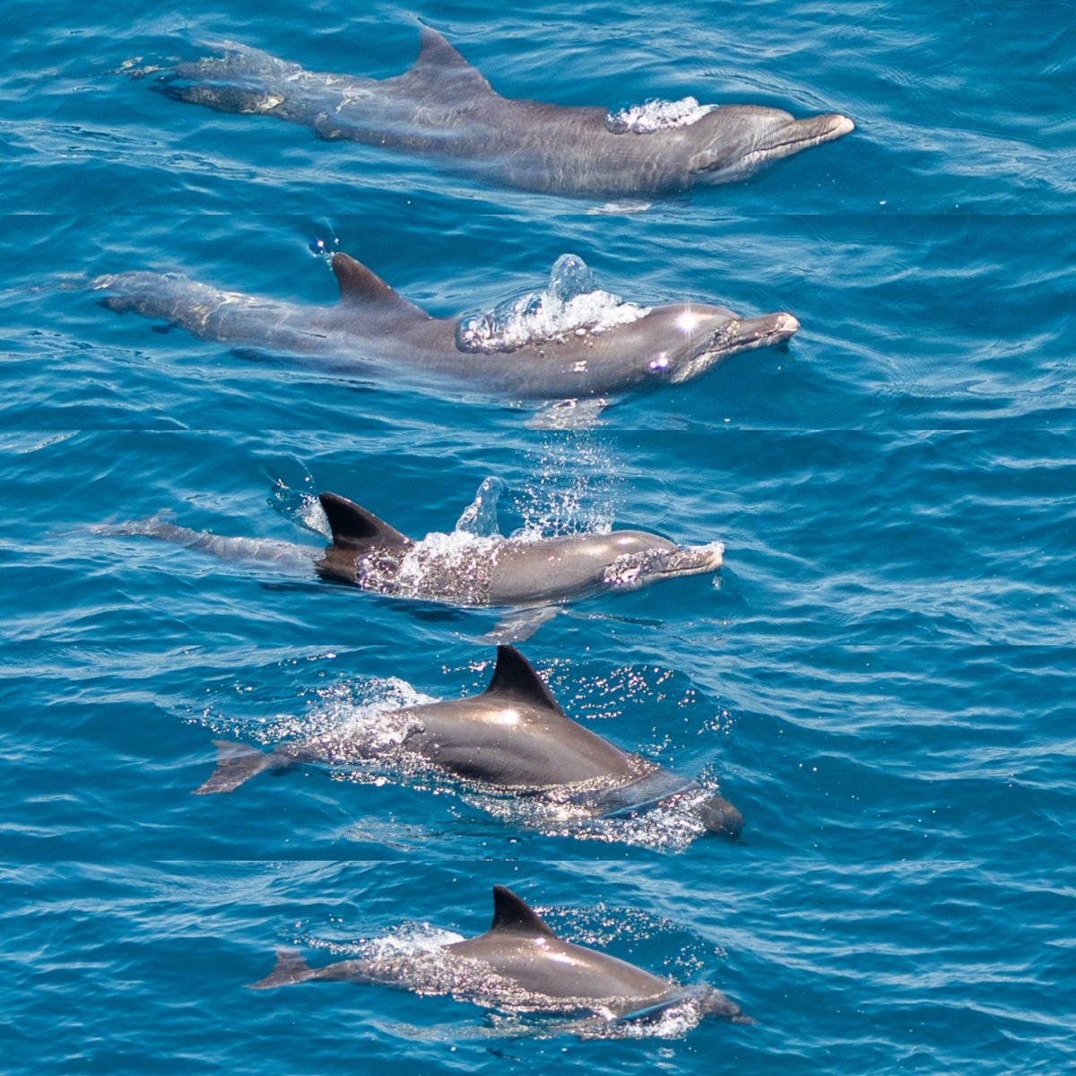 Indo-Pacific bottlenose dolphin!!!
Swimming and diving.
#dolphins #dolphin #miamidolphins #pinkdolphin #dolphinwatching #dolphinshow #dolphinmall #swimmingwithdolphins #dolphinlove #dolphinpose #dolphinproject #godolphins #dolphincruise #dolphindiscovery