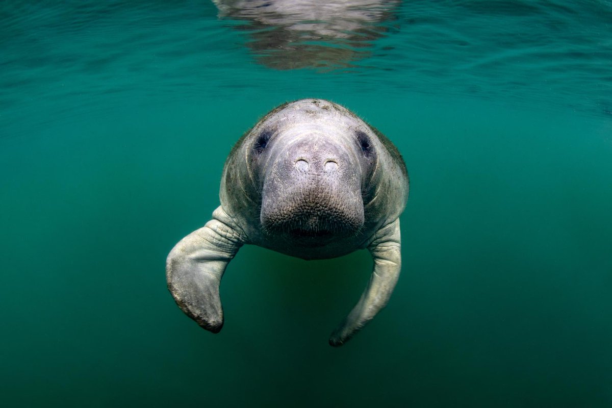 KTGWRITER's tweet photo. #AnimalsInBooks
The Old Manatee & the Sea https://t.co/tf3AhzjcCa
