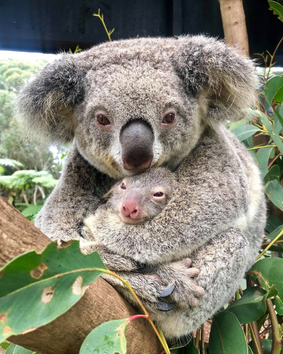 AusintheUS's tweet photo. Happy Mother’s Day! 💕🐨
📸 @austreptilepark https://t.co/4hhcnoBjRY