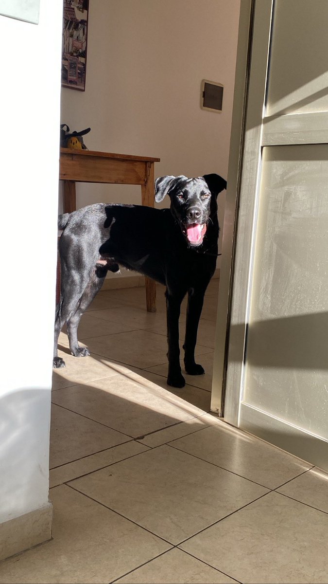 ValeNotoo's tweet photo. 🙏🏼SEGUIMOS BUSCANDO A SU DUEÑO O ALGUIEN Q LO QUIERA ADOPTAR🙏🏼
Lo encontramos el miercoles a la noche corriendo por todas partes. Super bueno, tuvo dueño xq sabe pasear, sentarse, etc y esta súper cuidado. Es cachorro.
Cualquier cosa me escriben @VivireNuevaCba @VivirEnNuevaCba https://t.co/aPHe3xf4Pf