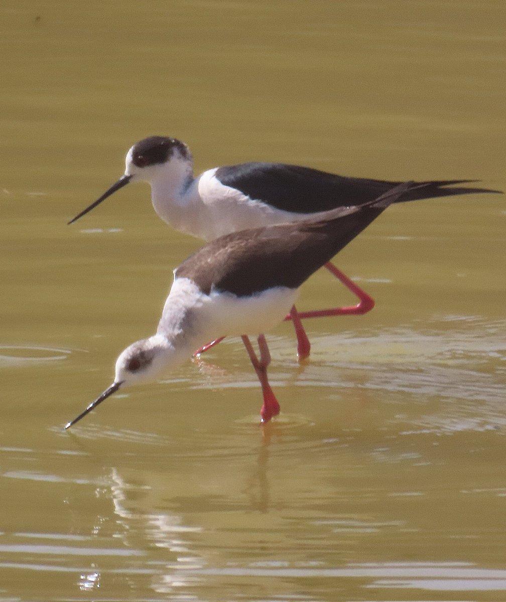 @birdingplaces @BauteElise @austinmorley402 @LosBirder @keithscovell3 @Britnatureguide @LoDerwentValley @_BTO @DavidJo31983173 @mikenesbitt1957 @RSPB_BurtonMere @ColD80667186 @Imfplus @AlMcNee @asmself @BRNature1 This is my photo. Is the same movement!!!