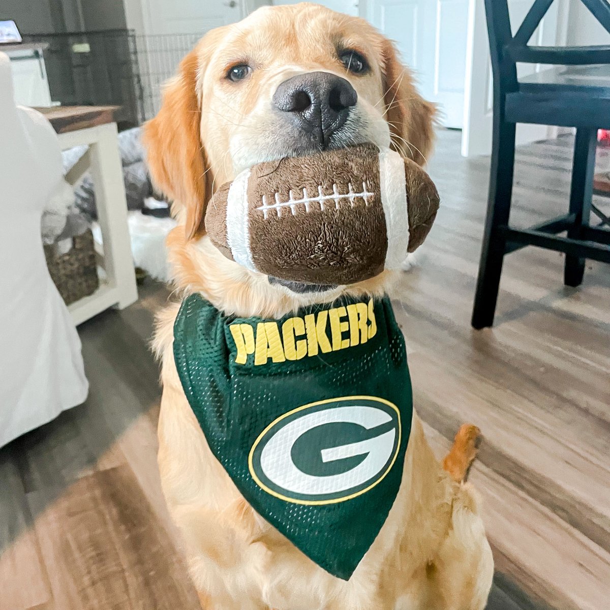 Maverick + #Packers football = the pawfect match! 🐶🏈
 
#GoPackGo