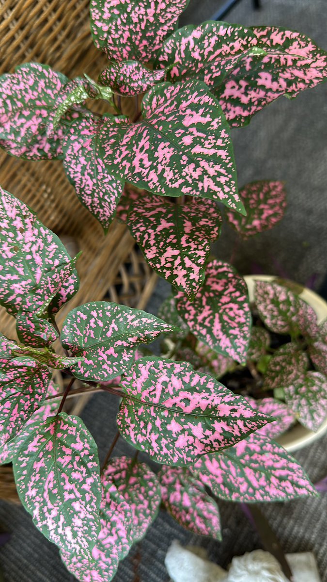 onplanetpaige's tweet photo. Watered her this morning &amp; she really perked up🫶🏼🤗🤭 #growing #pink #plants #colorful #mesmerized #focus #zoom #Gorgeous #wild #nature https://t.co/E3kKtnu0lP