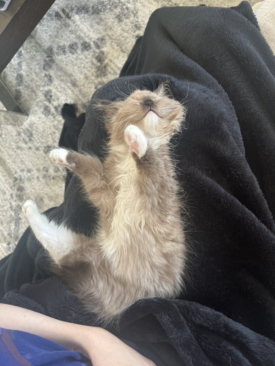 MackenzieKatz's tweet photo. @ShouldHaveCat https://t.co/tH1XKYJIHA