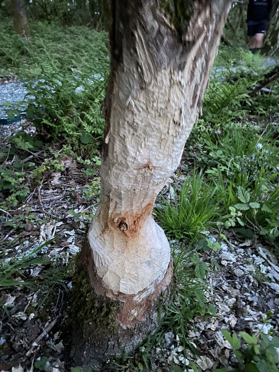 @WarminsterESS tweet media