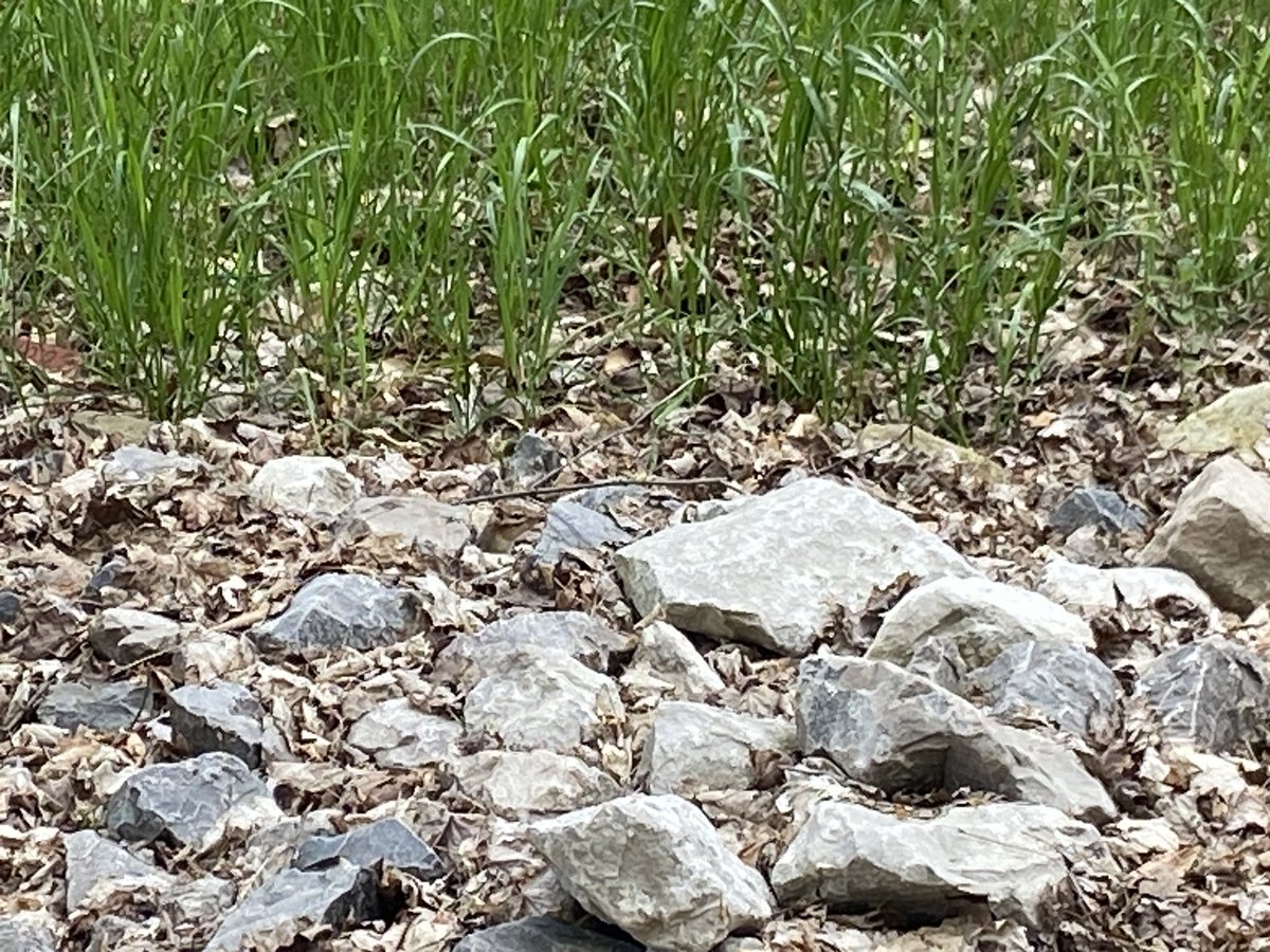 mrs_orchard's tweet photo. It was a lovely day for a walk through the forest! Can you spot the chipmunk in the first photo? #fdk #forestwalk #nature #community #trillium #lifeisbetteroutside https://t.co/YULtz241m6