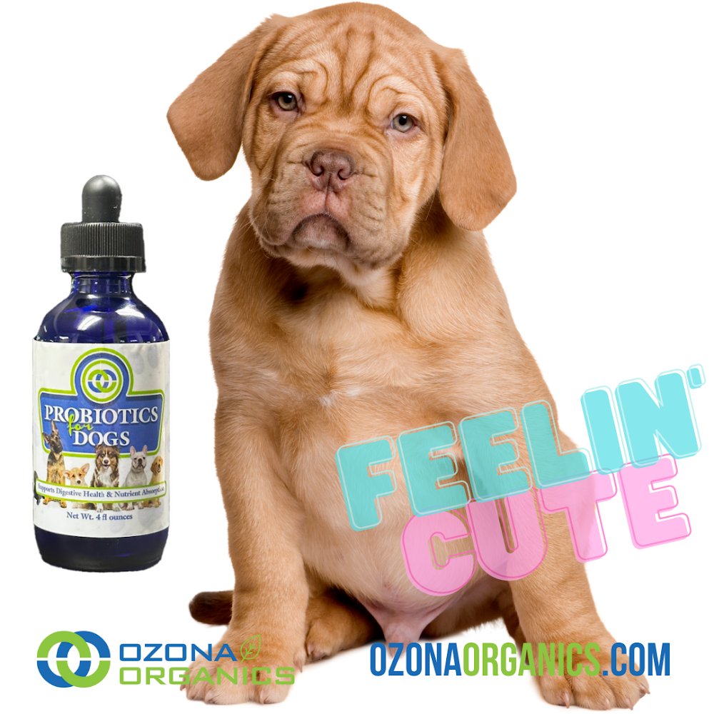 OzonaOrganics's tweet photo. Ozona Organics Probiotics for Dogs: the easy way to boost your pup's nutrient absorption. Order now at https://t.co/DfbCmqFXA8 #doghealth #petnutrition #probiotics https://t.co/w3xhzISP1D