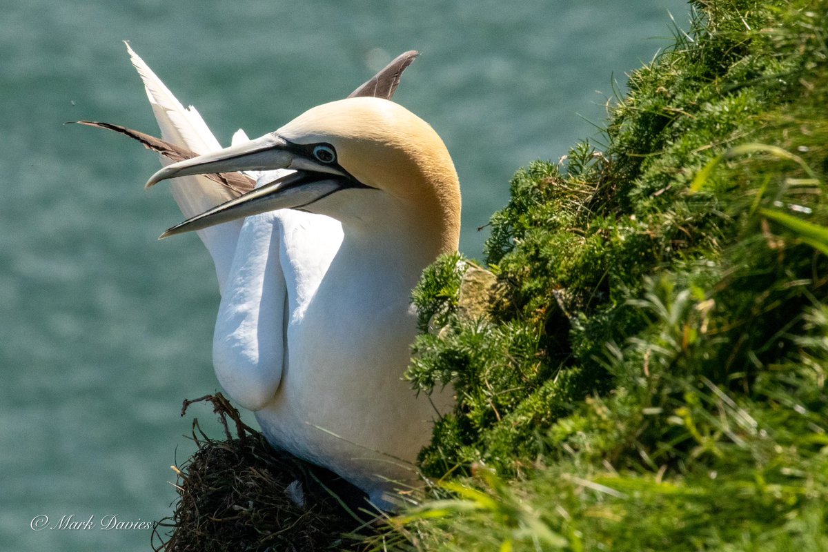 Marky64's tweet photo. Trip to @Bempton_Cliffs to see the #gannets https://t.co/XzSKvdd8xa