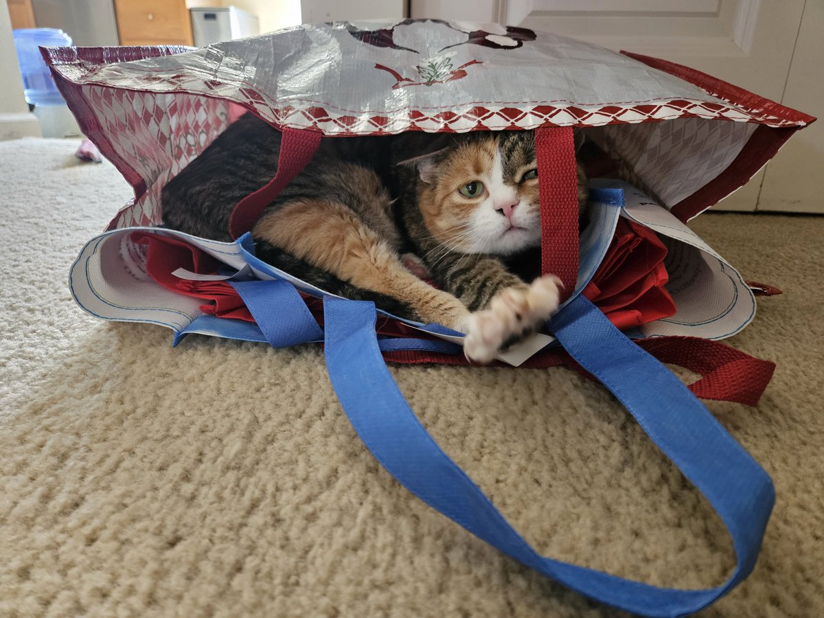 KolschAtMidnite's tweet image. Bag o Cat 🐈 
#CatsOfTwitter #crazycats