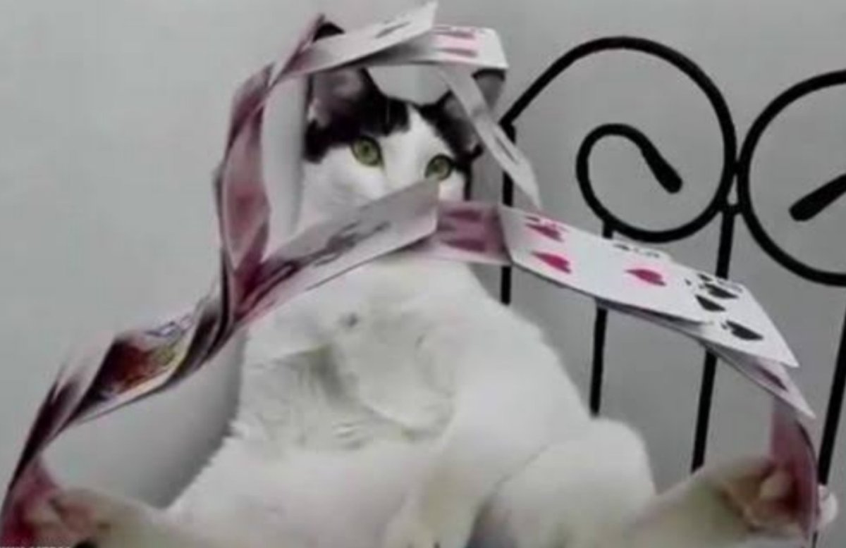 ShivShuffles's tweet photo. Xtreme Card Meownipulation https://t.co/YDB5UaW4Jw