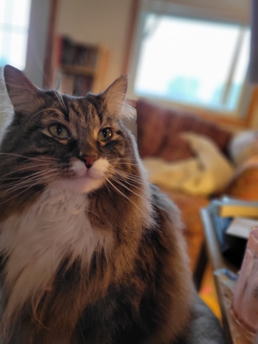 EGOTKittens tweet media