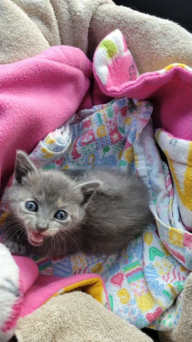 Got an update photo of the Freeway Kitty, she is doing good and actually getting to love life now….❤️<a href="/TexasLulu/">TexasLuluCat</a> <a href="/MstryRdr/">K West // Life is Good</a>