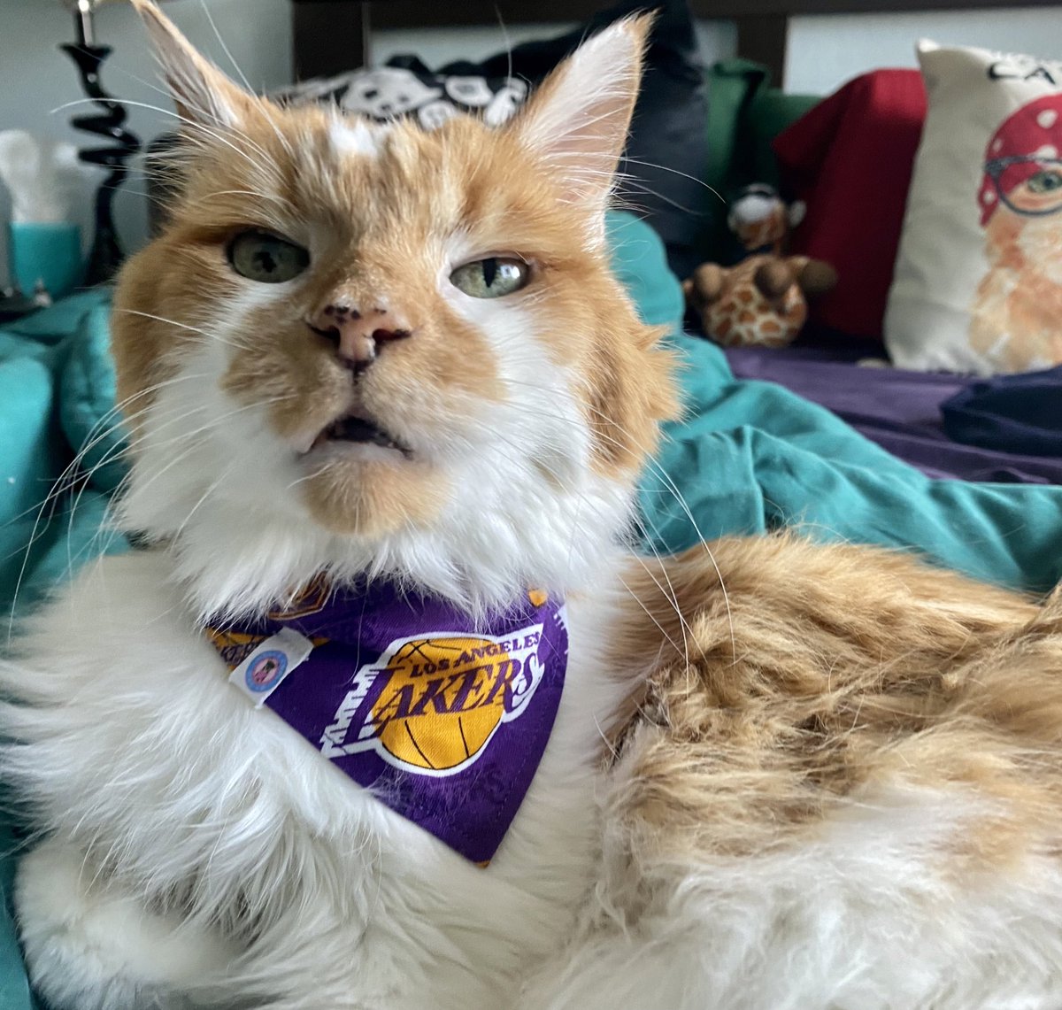 Woke up from my nap. 
Is it the weekend yet? 
#Caturday #Lakers #weekendvibes #friyay