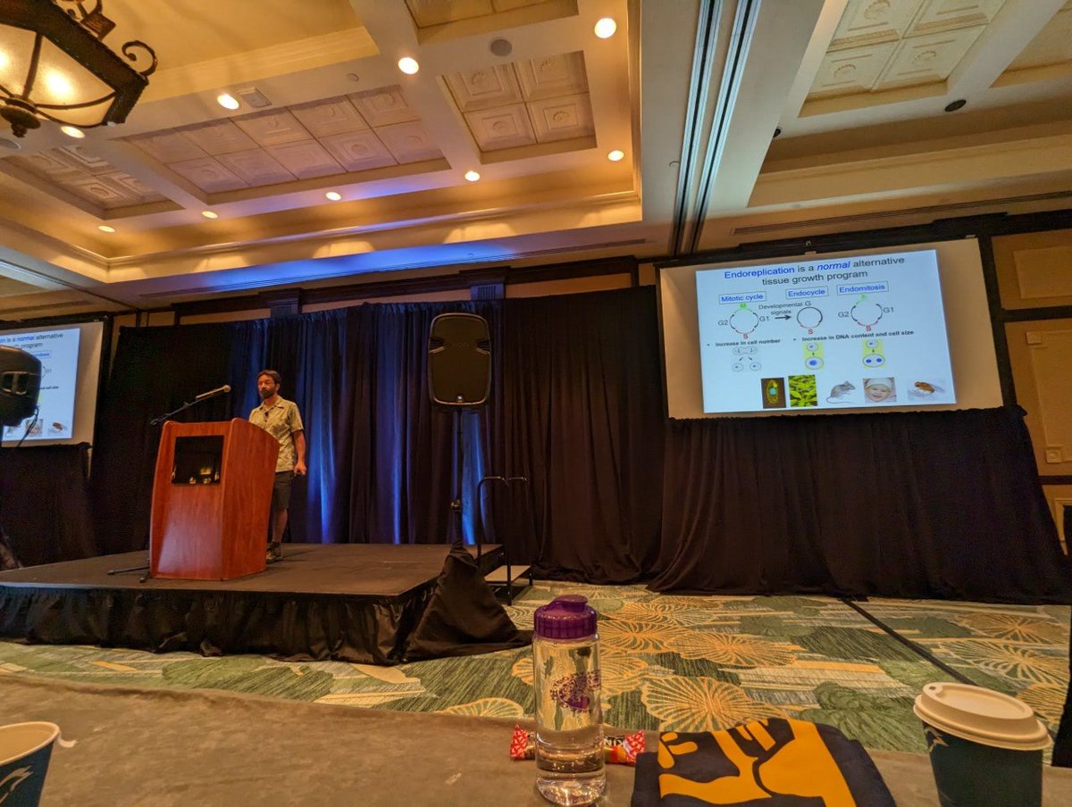 Shyama Nandakumar (@shyama13) on Twitter photo <a href="/BrianCalvi/">Brian Calvi</a> showed us some amazing examples of induced endocycling cells 🤯 #Polyploidy2023 <a href="/BrianCalvi/">Brian Calvi</a> showed us some amazing examples of induced endocycling cells 🤯 #Polyploidy2023