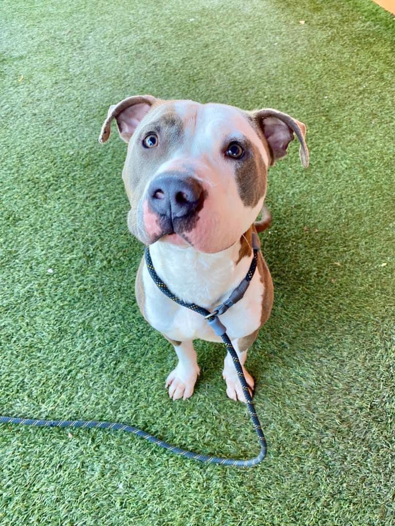 📛#WILLY #A2442061
MUST HAVE RESCUE COMMITMENT BY 5/18 
Super,sweet boy with medium energy.Does well with high energy dogs,has been deteriorating since he’s been #MDAS.
Male grey/white #AmericanBulldog mix, 67 lbs
24petconnect.com/DetailsMain/MI…
m.facebook.com/photo.php?fbid…