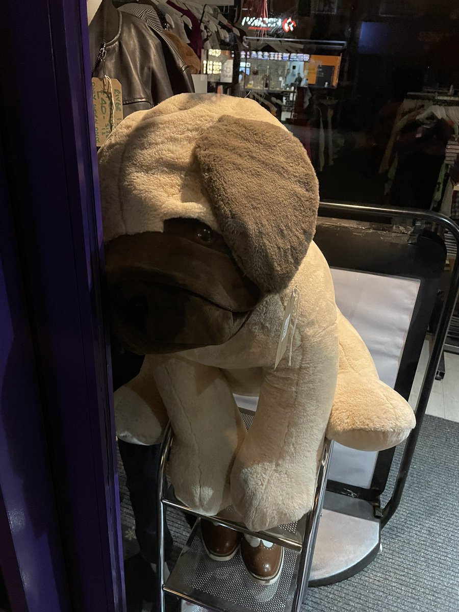 docrogermorris's tweet photo. You can try to hide, Neil. But everyone knows what you did. They were on the Endangered Species list for a reason. Tit. #bwaaark https://t.co/VrOt2tPwTu