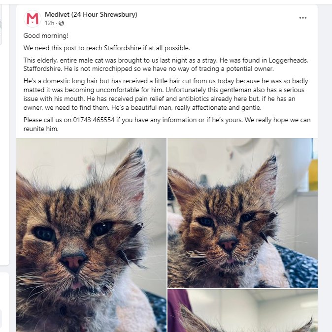 Anyone around #loggerheads #Ashley #Mucklestone #MarketDrayton #Staffordshire recognise this male #cat?  He is affectionate & gentle so hopefully there is an owner out there who is missing him.   He's been taken to Medivet Shrewsbury with a serious issue with his mouth