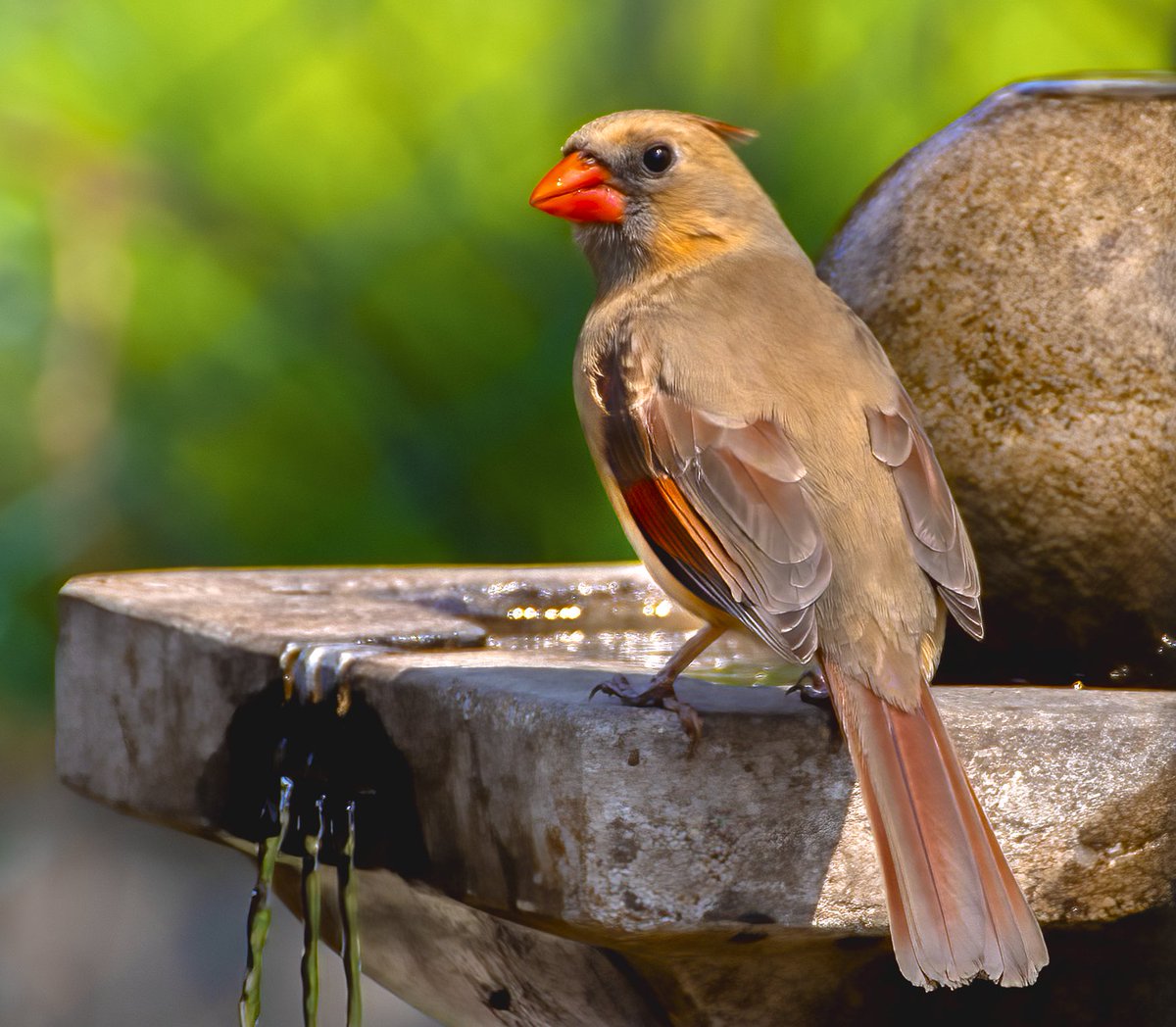Female Northern Cardinal, visiting our water fountain. #birdwatching #birdphotography #naturephotography