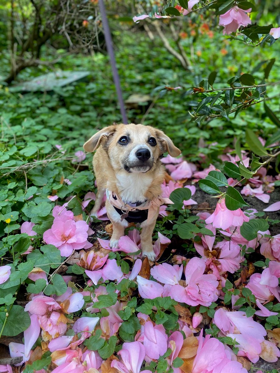 Confirmed: Getting a puppy makes life 1000% better. Meet Cora