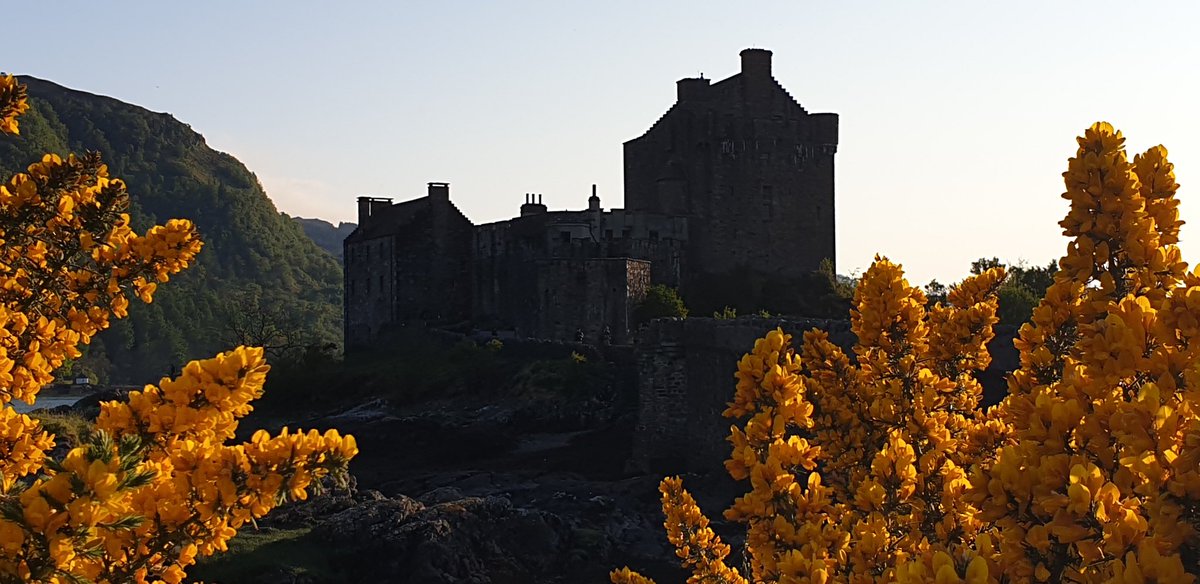 Gorse in bloom against iconic local landmark.  You'll know where!
#ThePhotoHour #Highlands