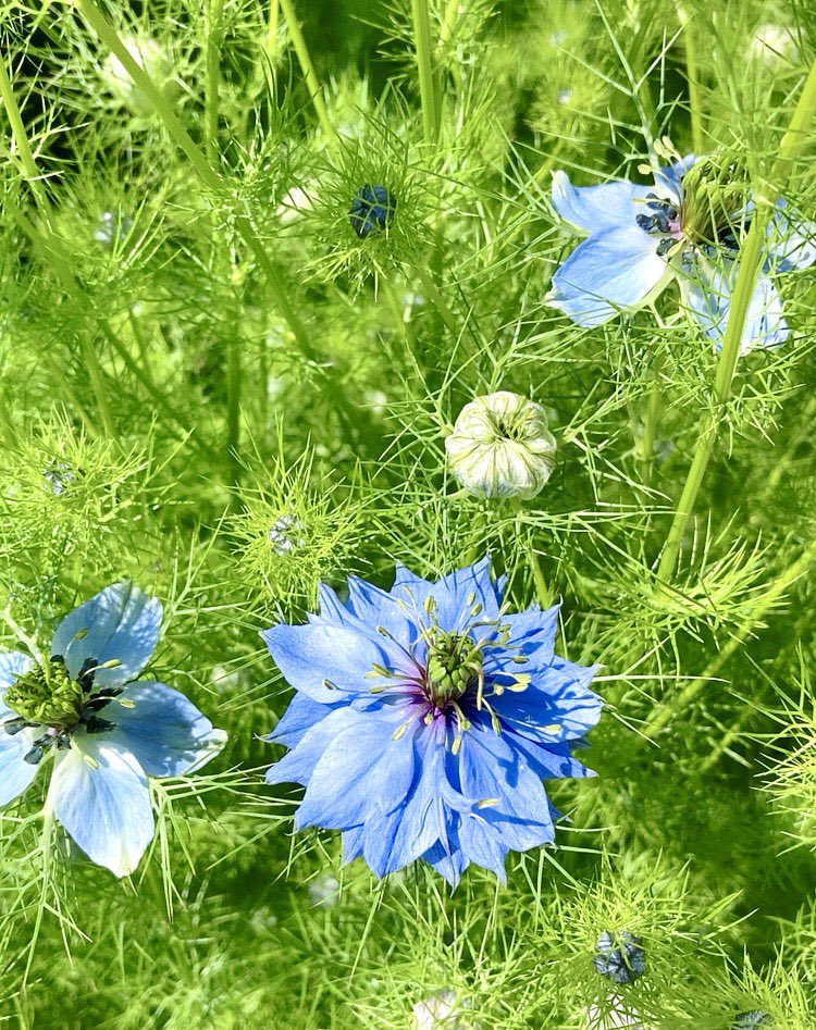 待ちに待った葵祭がもうすぐです
今年の開催は4年ぶり
あと2日ですね...雨ならば翌日へ
お天気どうかなぁ...

上皇ご夫妻も京都へ来られると新聞で拝見しました

ワクワクが止まりません🌱🌱🌱👘😊
(花 ニゲラが咲いてました)