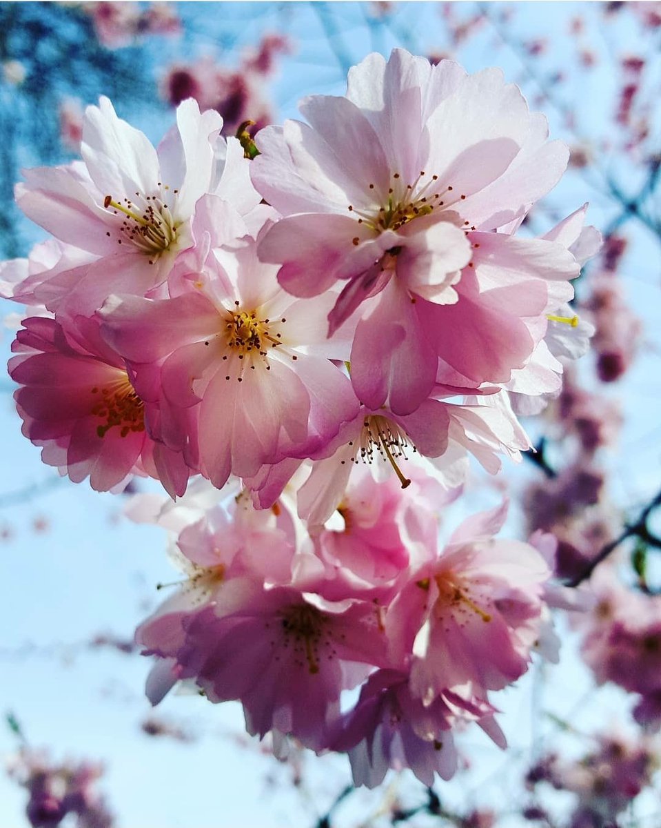 Jackithepainter's tweet photo. @nationaltrust #BlossomWatchComp Pretty Pink Blossom 🌸 😍 https://t.co/HI1gPPLpwU