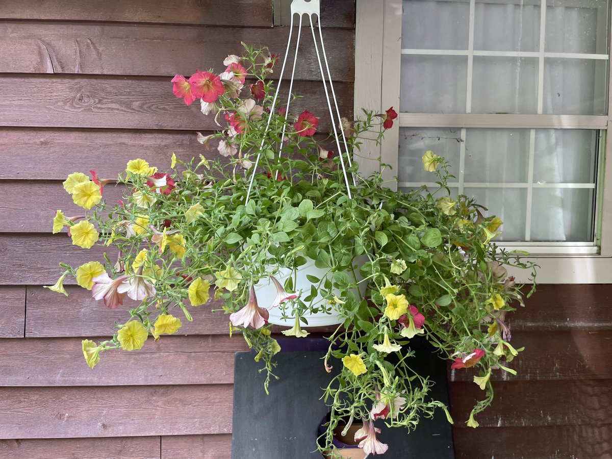 Jennifer Hiltner (@mrshiltnerreads) on Twitter photo Look at this beautiful hanging basket from our biotechnology and environmental plant science students <a href="/LCPS_Academies/">Academies of Loudoun</a> Simply gorgeous! Look at this beautiful hanging basket from our biotechnology and environmental plant science students <a href="/LCPS_Academies/">Academies of Loudoun</a> Simply gorgeous!