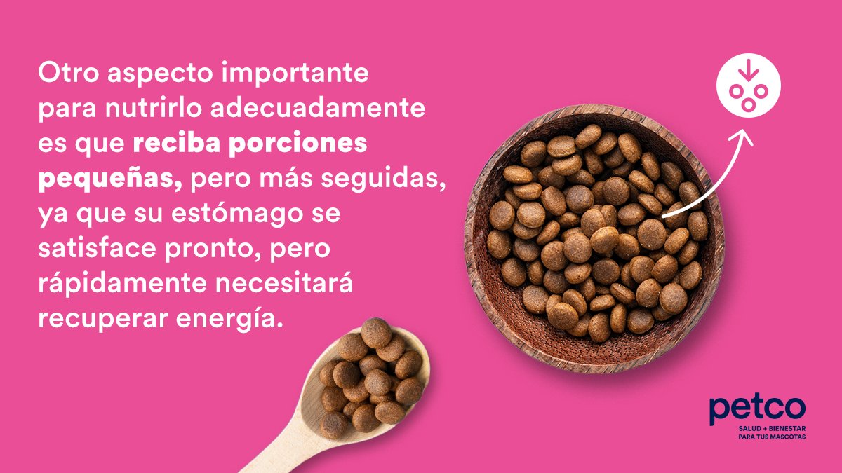 amtrgn74's tweet photo. RT @PetcoChile: ¡Tu perrito de raza pequeña necesita un alimento especial para poder estar sano, pero que tenga el tamaño adecuado para que lo pueda masticar! 🐶 Por eso, en Petco podrás encontrar la dieta adecuada de la mano de nuestros expertos. 💞 D… https://t.co/6Mag7ZElfD