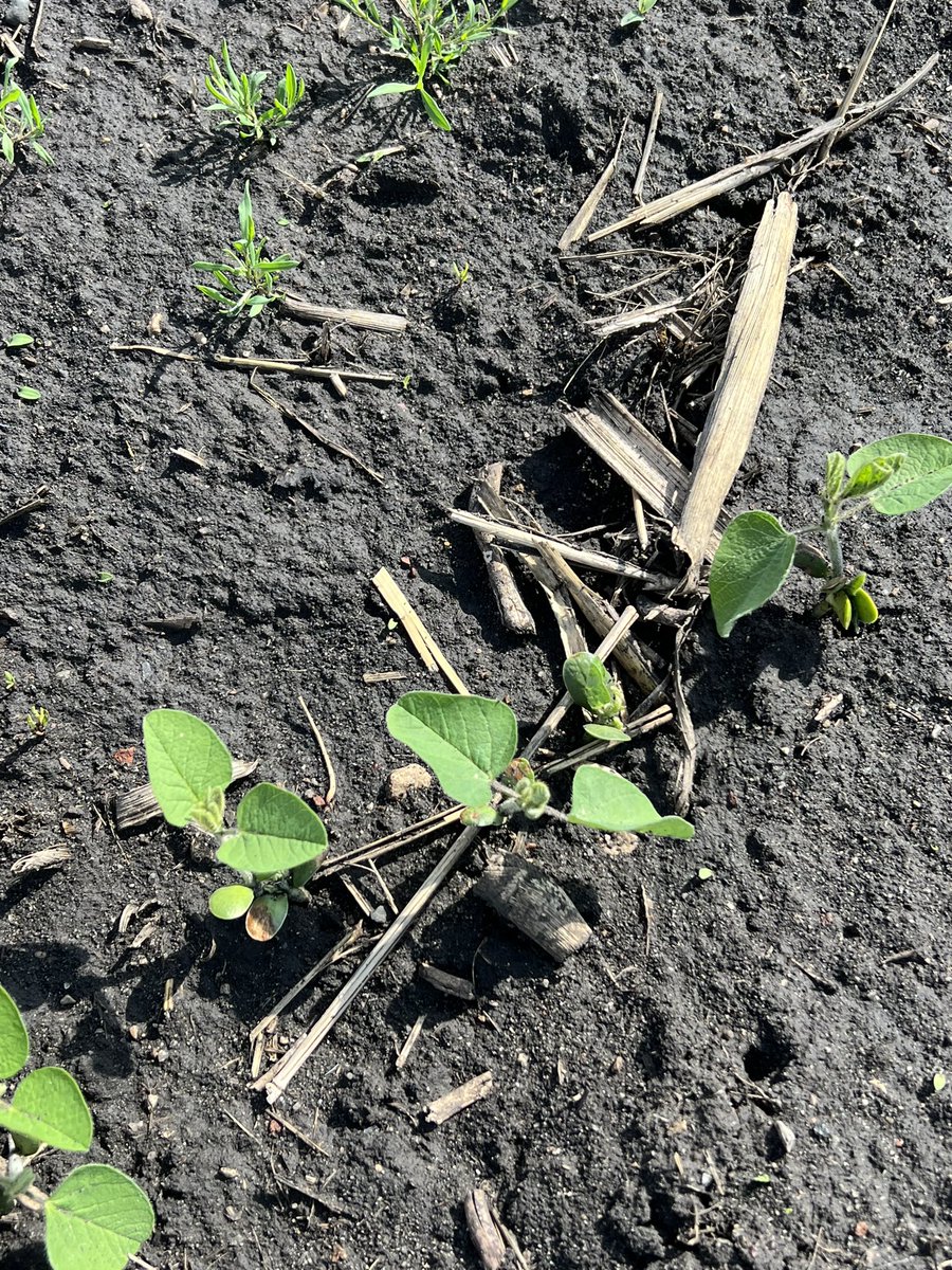 STHFARMS's tweet image. Early planted soybeans looking to really take off this year! High yield hopes!! Xitavo 2323E