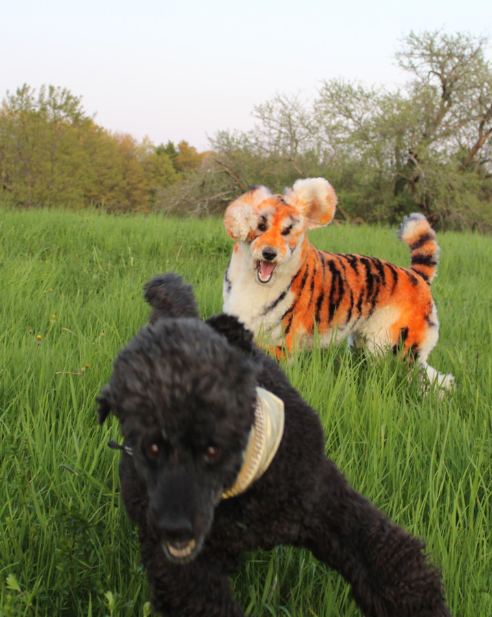 GammaRayCat's tweet photo. Tiger attack https://t.co/TQiMfZ0GyG