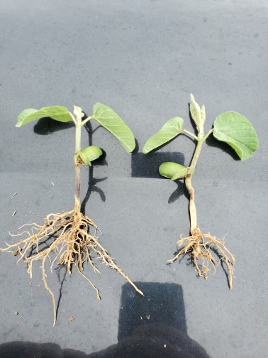 StreamlineAgLLC's tweet photo. Look at Streamline Ag's TuneUp+ for Soybeans' strength of building root mass in action! The young crop on the left was planted with TuneUp+'s best-in-class planter box treatment and is off to a great start. Learn more: https://t.co/gWYVPEBt2g https://t.co/E1kJlnrX69