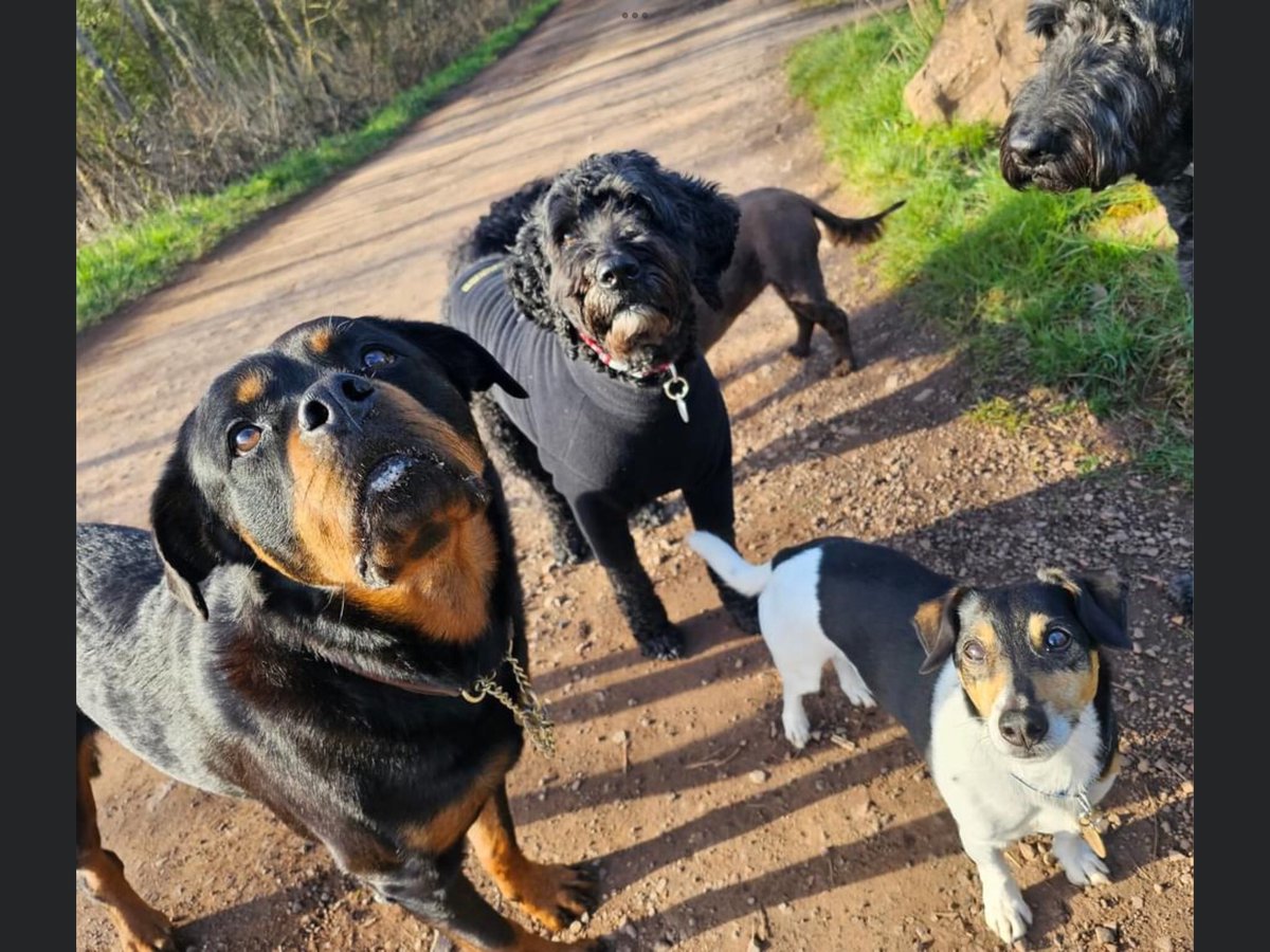 IanFraser60's tweet photo. @S_JDrummond @robwdrummond @Farnell_Simmys Kip staying with his pals tonight. We’ve been out for a meal!!😋 https://t.co/zKUE0vG3ar