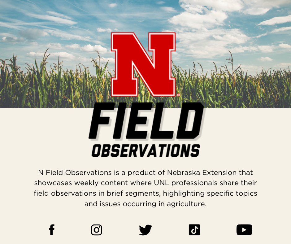 Farmers & Ranchers College (@unlfrcollege) on Twitter photo N Field Observations is a weekly showcase where UNL professionals share their field observations in brief segments and highlight specific topics and issues occurring in agriculture.Ā Check them out... <a href="/NFieldObs/">N Field Observations</a> N Field Observations is a weekly showcase where UNL professionals share their field observations in brief segments and highlight specific topics and issues occurring in agriculture.Ā Check them out... <a href="/NFieldObs/">N Field Observations</a>