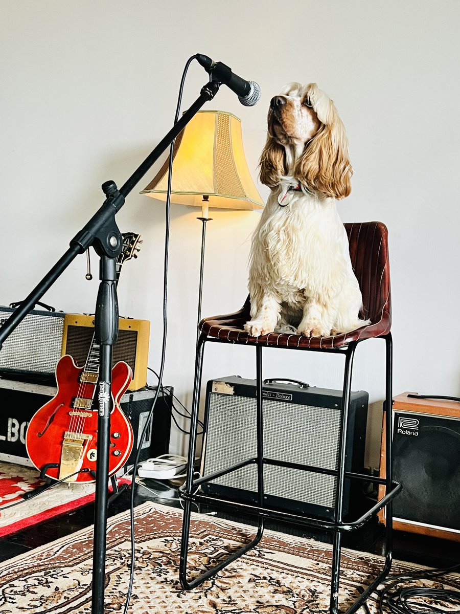 Tonight, I’m a Rock ‘N’ Roll Star!!! #Ziggy #cockerspaniel #LiamGallagher <a href="/liamgallagher/">Liam Gallagher</a> <a href="/BoneheadsPage/">Paul Arthurs.</a>