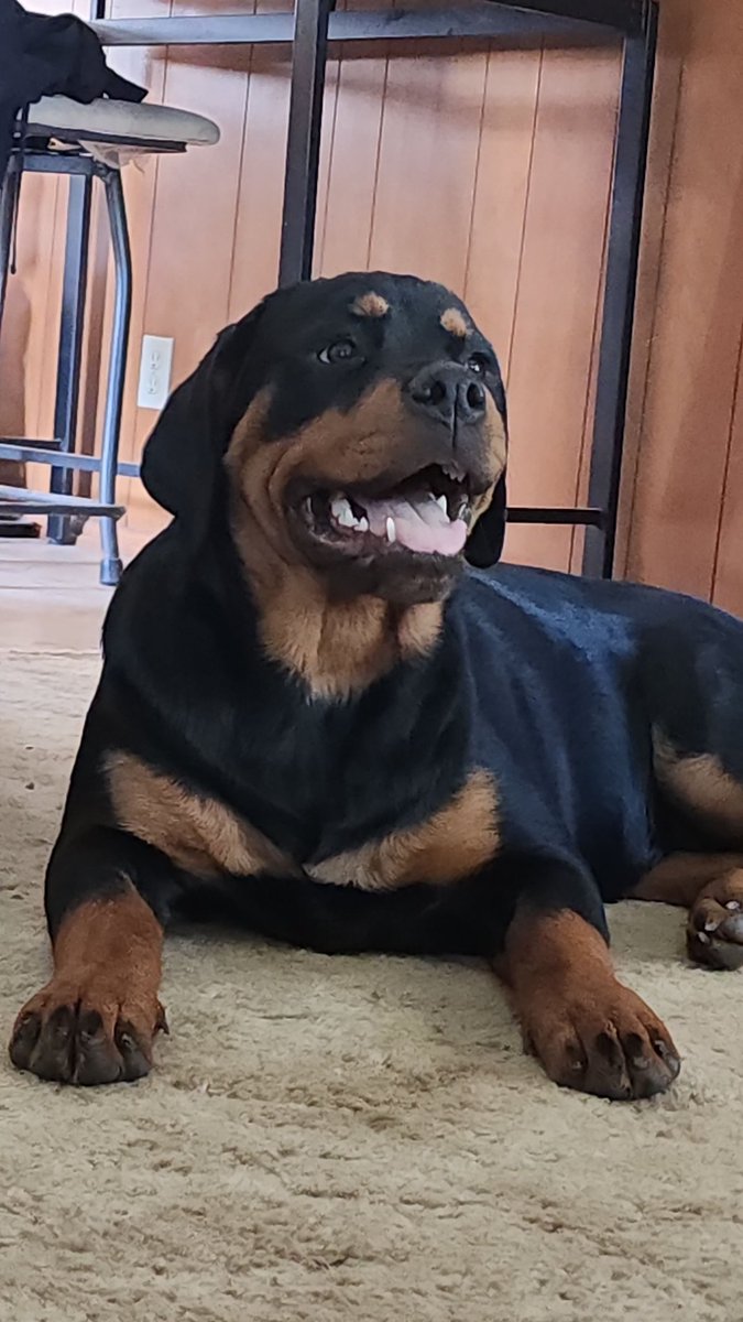 Boo_Wicked's tweet image. I have cute dogs. That's all.