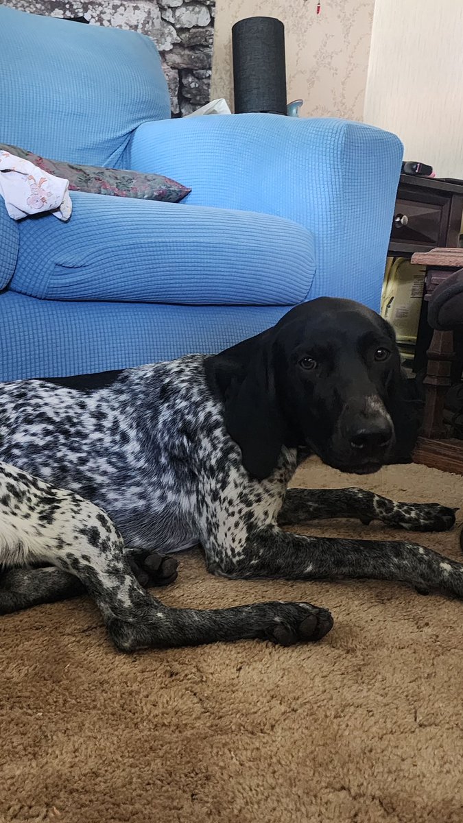 Boo_Wicked's tweet image. I have cute dogs. That's all.