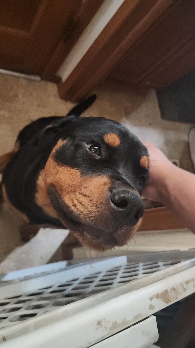 Boo_Wicked's tweet image. I have cute dogs. That's all.