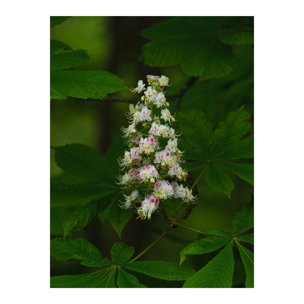 The horse chestnuts are in flower (Aesculus hippocastanum). For some reason they always feel particularly extravagant.
______

#today #todayis #diary #calendar #photooftheday #lockdownproject

#nature #naturephotography #woodland #woodlandphotography #fl… instagr.am/p/CsKJhzNOuSD/
