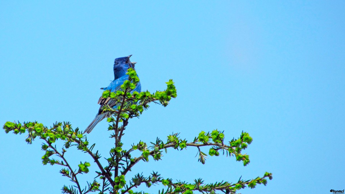 macaulaylibrary.org/asset/57719581 

#indigobunting #passerinacyanea #pajareo #hayvanmanzaraları #16x9_birds #ruralecology #birdsofinstagram #500pxrtg #thephotohour #dailyphoto #pintofotografía #ThePhotoHour #yourshots #photooftheday #photohdr #fotorshot #backtonature #birdingphotography