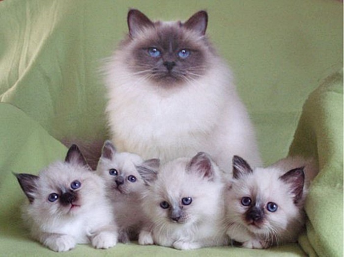 Havilah_V's tweet photo. #Caturday:
#MothersDay #HappyMothersDay #Mother #Mom #Mum #Mommy #Mummy #Mama #Momma #ThanksMom #ILoveMyMom #MotherLove #NumberOneMom #Family #Cat #Cats #BirmanCat #Kittens #BirmanKitten https://t.co/AziAi5ptQ8