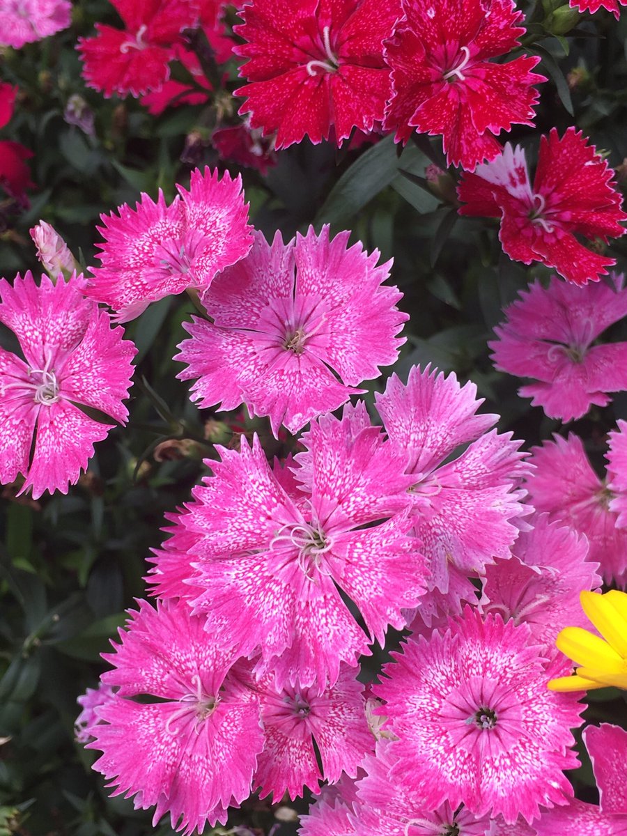 2023.5.13 可愛いピンク色の花💐素敵な土曜日を😍
 #花 
#花が好き #花が好きな人と繋がりたい #花がある暮らし 　#flowers #flower #flowerstagram 
 #beautifulflowers  #redflowers 
#redflower #pinkflowers #pinkflower