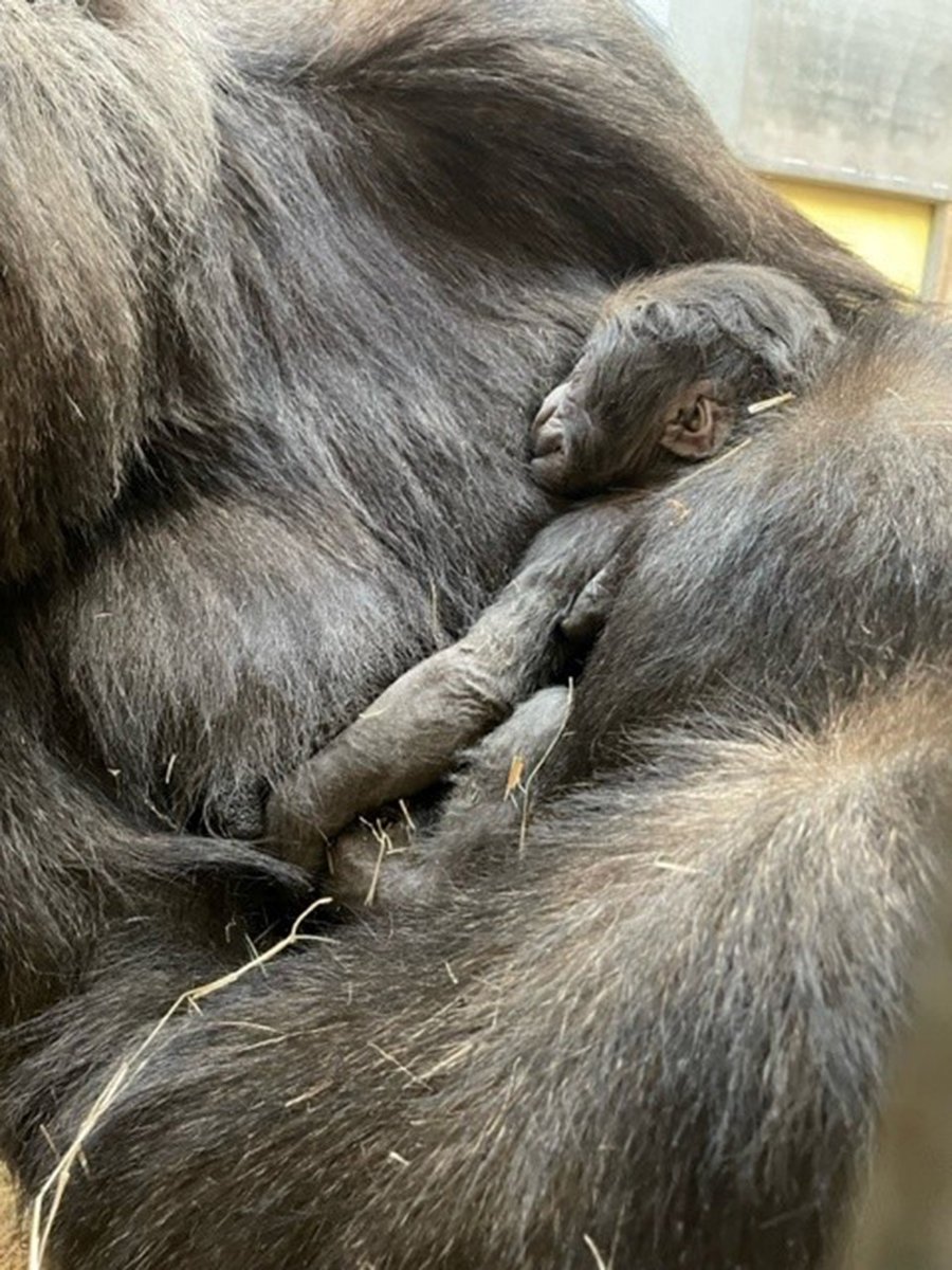 It's #GoodNewsFriday, and we're going bananas over the birth of a western lowland gorilla at <a href="/ZooATL/">ZooATL</a>!🦍 The newborn's parents were recommended to breed by AZA's Gorilla Species Survival Plan. 

Read more about the birth in Connect: bit.ly/3XGE92i

#SavingSpecies